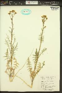 Sisymbrium altissimum image