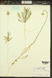 Sisymbrium altissimum image