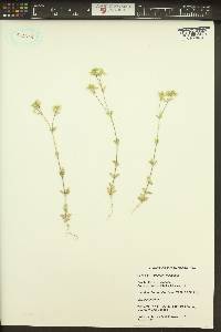 Cerastium viscosum image
