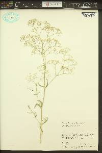 Gypsophila paniculata image