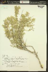 Atriplex gardneri image