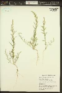 Chenopodium leptophyllum image