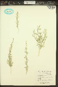 Chenopodium leptophyllum image