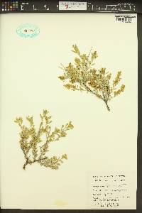 Grayia spinosa image