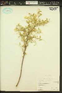 Grayia spinosa image
