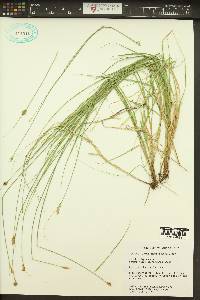 Carex athrostachya image