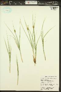 Carex athrostachya image