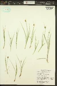 Carex athrostachya image