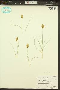 Carex douglasii image