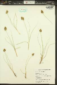 Carex douglasii image