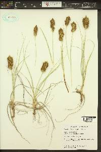 Carex douglasii image