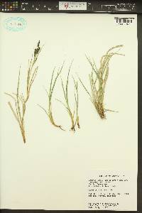 Carex kelloggii image