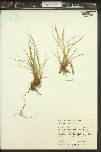 Carex kelloggii image