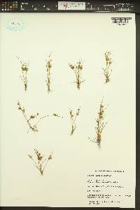 Cyperus squarrosus image