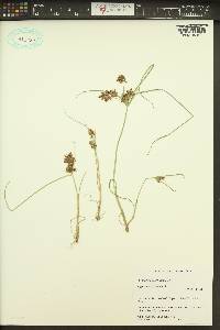 Cyperus bipartitus image