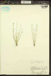 Eleocharis ovata image