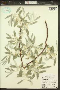 Elaeagnus angustifolia image