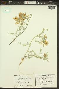 Astragalus succumbens image