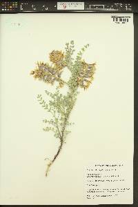 Astragalus succumbens image