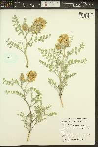 Astragalus succumbens image