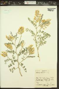 Astragalus succumbens image