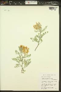 Astragalus succumbens image