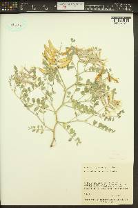 Astragalus succumbens image