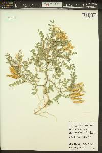 Astragalus succumbens image