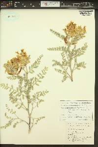 Astragalus succumbens image