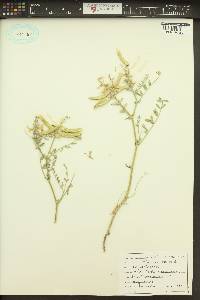 Astragalus succumbens image