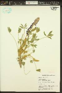 Lupinus aridus subsp. aridus image