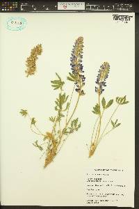 Lupinus aridus subsp. aridus image