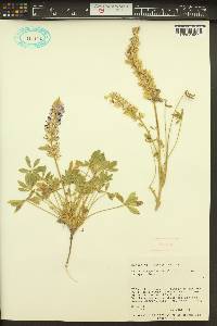 Lupinus aridus image