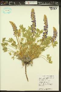 Lupinus aridus subsp. aridus image