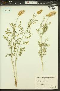 Dalea ornata image