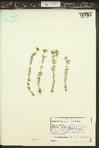 Hypericum majus image