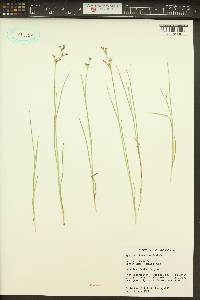 Juncus articulatus image