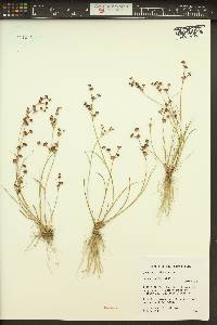 Juncus articulatus image