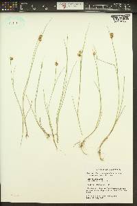 Juncus nevadensis image