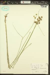 Juncus nodosus image