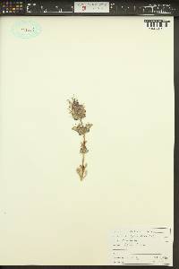 Salvia dorrii var. incana image