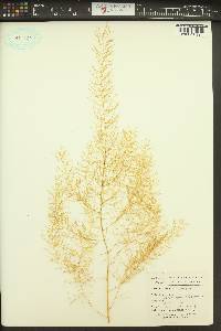 Asparagus officinalis image