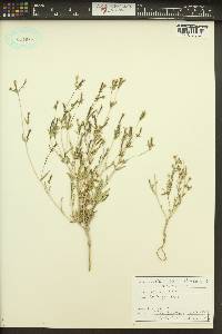 Mentzelia albicaulis image