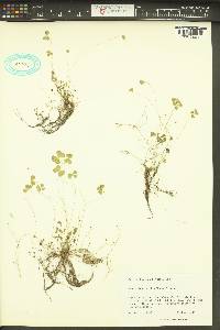 Marsilea vestita image