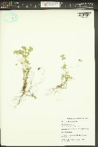 Marsilea vestita image