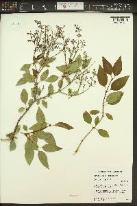 Syringa vulgaris image