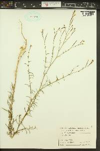 Epilobium brachycarpum image