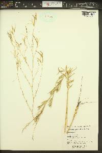 Epilobium brachycarpum image