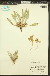 Oenothera cespitosa var. cespitosa image