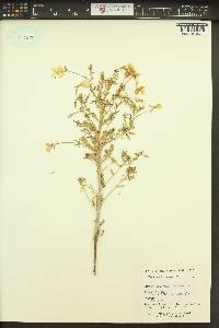 Oenothera pallida image